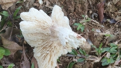 Termitomyces microcarpus