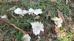 Termitomyces microcarpus