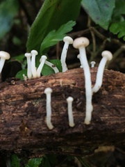 Vibrissea dura