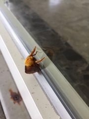Narosoideus flavidorsalis