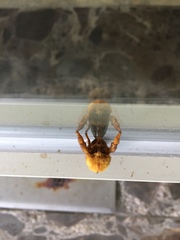 Narosoideus flavidorsalis
