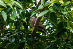 Streptopelia tranquebarica