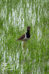 Vanellus indicus