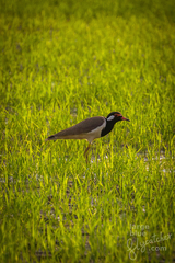 Vanellus indicus