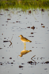 Vanellus cinereus