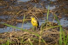 Motacilla tschutschensis