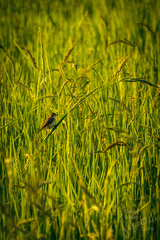 Cisticola juncidis