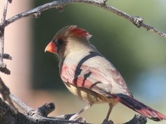 Cardinalis
