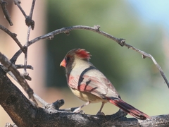 Cardinalis
