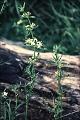 Mentha diemenica