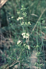 Mentha diemenica