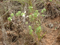 Clinopodium chandleri