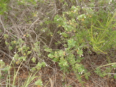 Clinopodium chandleri