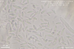 Lachnellula subtilissima