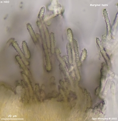 Lachnellula subtilissima