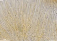 Lachnellula subtilissima