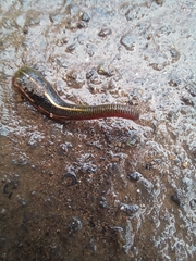 Chtonobdella limbata