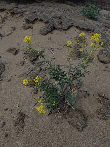 Pedicellate Tansy Mustard