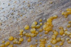 Dacrymyces minor