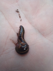 Chtonobdella limbata