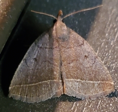 Zanclognatha marcidilinea