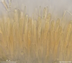 Lachnellula subtilissima