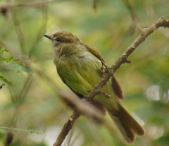 Myiopagis viridicata