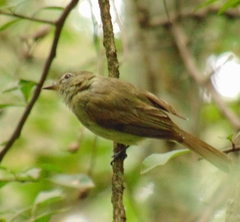 Myiopagis viridicata