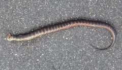 Nerodia sipedon williamengelsi