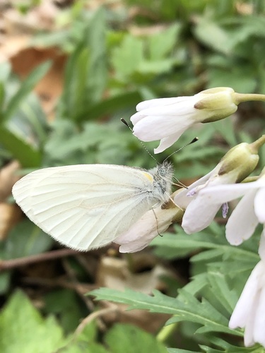 West Virginia White photo 5