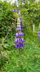 Lupinus pubescens
