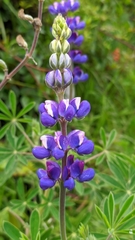 Lupinus pubescens