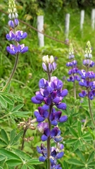 Lupinus pubescens