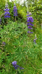 Lupinus pubescens
