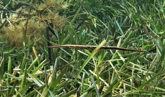 Siphonognathus argyrophanes