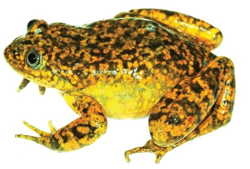 Telmatobius ventriflavum · iNaturalist