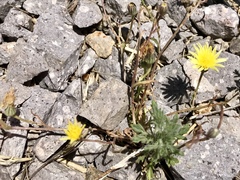 Malacothrix fendleri