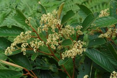 Alphitonia neocaledonica