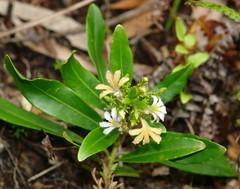 Scaevola montana