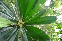 Phelline dumbeensis