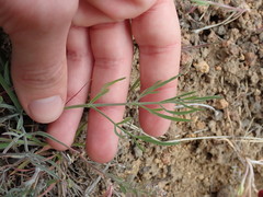 Lomatium simplex