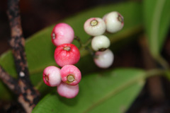 Syzygium lateriflorum