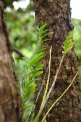 Dendrobium austrocaledonicum