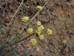 Lomatium simplex