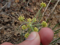 Lomatium simplex