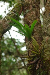 Eria rostriflora