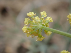 Lomatium simplex