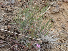 Lomatium simplex
