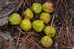 Dutaillyea trifoliolata