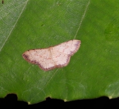 Idaea craspedota